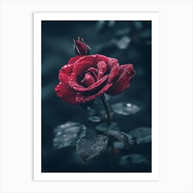 Red Rose In The Rain Art Print