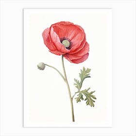 Ranunculus Flower Vintage Botanical 0 Art Print