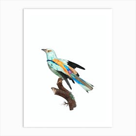 Vintage Abyssinian Roller Male Bird Illustration on Pure White Art Print