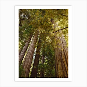 Redwood Fores T Art Print