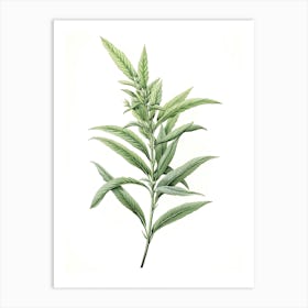 Lemon Verbena Vintage Botanical Herbs 0 Art Print