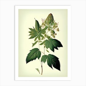 Snakeroot Leaf Vintage Botanical 2 Art Print