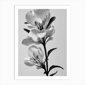 Snapdragons B&W Pencil 2 Flower Art Print