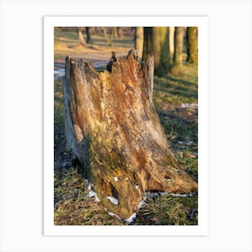 Colourful wood of an old tree in a park 1 Art Print