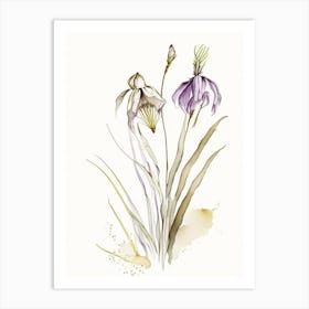 Orris Root Herb Minimalist Watercolour Art Print