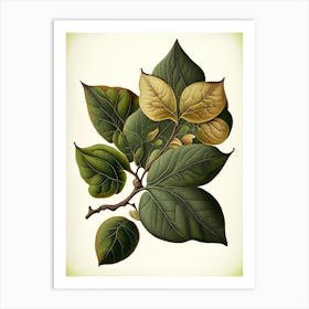 Quince Leaf Vintage Botanical 2 Art Print
