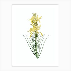 Vintage Yellow Asphodel Botanical Illustration on Pure White n.0896 Art Print