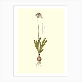 Anthurium Art Print