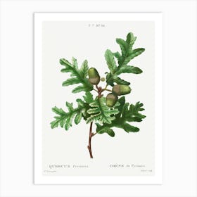 Pyrenean Oak, Pierre Joseph Redoute Art Print