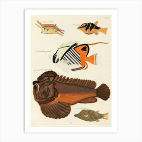Colourful And Surreal Illustrations Of Fishes Found In Moluccas (Indonesia) And The East Indies, Louis Renard(21) Art Print