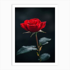 Red Rose 1 Art Print