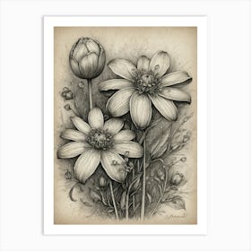 Black And White Drawing Of Flowers Art Print