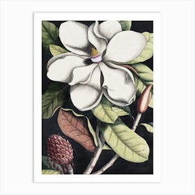 Vintage Catesby 1 Magnolia Altissima Art Print