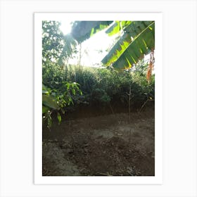 Banana Field For Sale Art Print