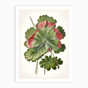 Wild Geranium Wildflower Vintage Botanical 1 Art Print