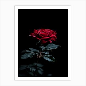 Dark Rose 91 Art Print