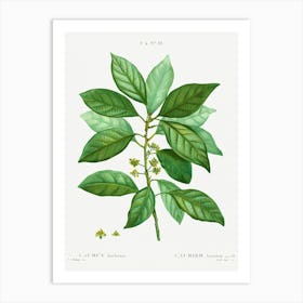 Laurus Borbonia, Pierre Joseph Redoute Art Print