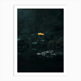 Single Flower In Water 4 Art Print