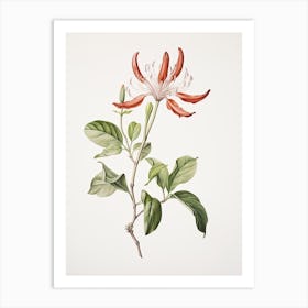 Honeysuckle Flower Vintage Botanical 2 Art Print