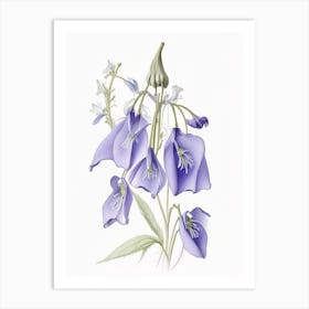 Canterbury Bell Floral Quentin Blake Inspired Illustration 1 Flower Art Print