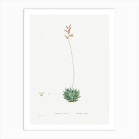 Aloe Atrovirens, Pierre Joseph Redoute Art Print
