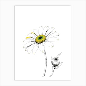 Daisy 4 Art Print