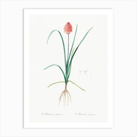 Veltheimia Abyssinica Illustration From Les Liliacées (1805), Pierre Joseph Redoute Art Print