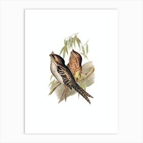 Vintage Marbled Frogmouth Bird Illustration on Pure White n.0246 Art Print