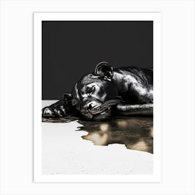 'Sleeping Lion' Art Print