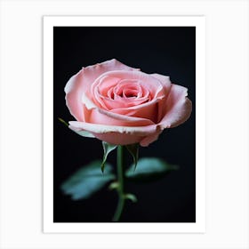 Pink Rose On Black Background 80 Art Print