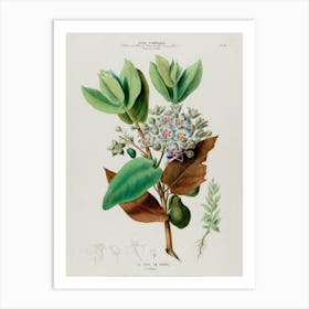 Botanical Illustration Of A Flower Art Print