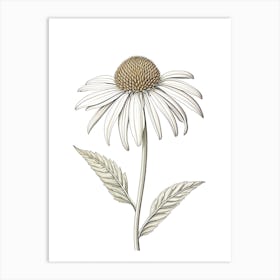 Echinacea Vintage Botanical Herbs 1 Art Print