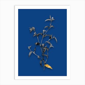 Vintage Commelina Africana Black and White Gold Leaf Floral Art on Midnight Blue n.0955 Art Print