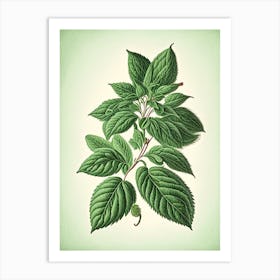 Peppermint Herb Vintage Botanical Art Print