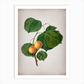 Vintage Yellow Apricot Botanical on Parchment n.0088 Art Print