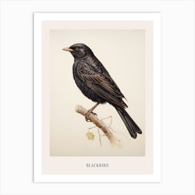 Vintage Bird Drawing Blackbird 2 Poster Art Print