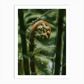 Fern Spiral Art Print