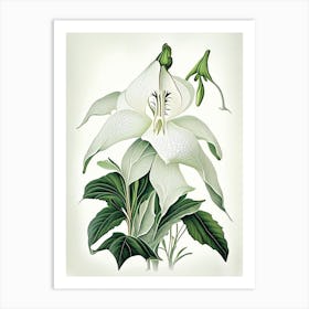 White Trillium Wildflower Vintage Botanical Art Print