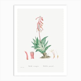 Aloe Variegata, Pierre Joseph Redoute Art Print
