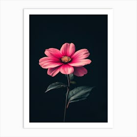 Pink Flower On Black Background 16 Art Print