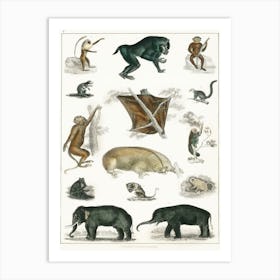 Collection Of Wild Animals, Oliver Goldsmith Art Print