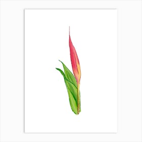 Vibrant pink and green Heliconia Tropical Flower in Watercolor 3 Art Print