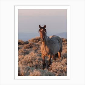 Wild Horse At Golden Hour Art Print