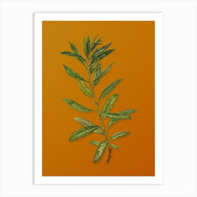 Vintage Rhodora Botanical on Sunset Orange n.0206 Art Print