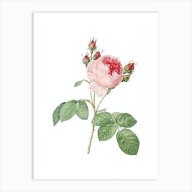 Vintage Pink Cabbage Rose Botanical Illustration on Pure White n.0061 Art Print