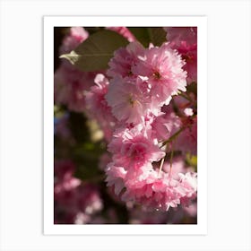 Pink blossoms of an ornamental cherry in spring 3 Art Print