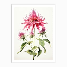 Pressed Flower Botanical Art Bee Balm 3 Art Print