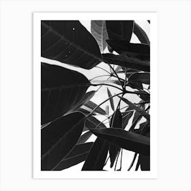 Black And White Leaves 2 Art Print