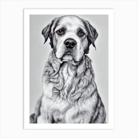 American Water Spaniel B&W Pencil Dog Art Print