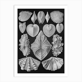 Vintage Haeckel 10 Tafel 55 Muscheln Art Print